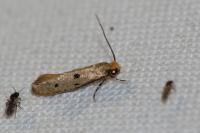 Tinea trinotella