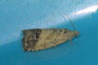 Cydia splendana