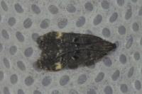 Dichomeris alacella
