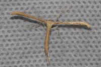 Emmelina monodactyla