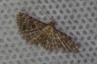 Alucita hexadactyla/huebneri