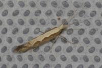 Plutella xylostella