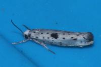 Yponomeuta plumbella