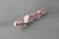 Recurvaria leucatella