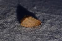 Heterogenea asella