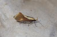 Harpella forficella
