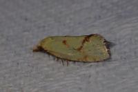 Agapeta hamana