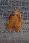 Carcina quercana