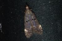 Dichomeris alacella