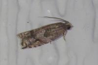 Rhopobota naevana