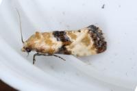 Eupoecilia angustana