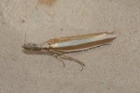 Pleurota aristella