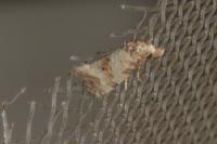 Neocochylis molliculana