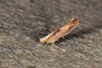 Argyresthia