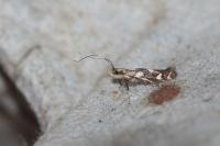 Calybites phasianipennella
