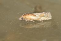 Eucosma
