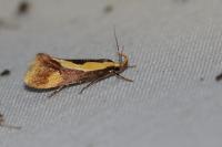 Harpella forficella