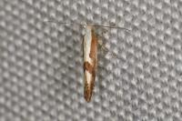 Argyresthia pruniella