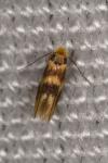 Bucculatrix thoracella