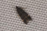 Dichomeris alacella