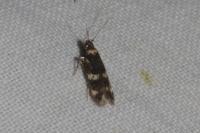 Oegoconia