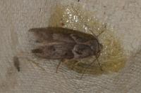 Blastobasis glandulella