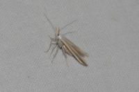 Coleophora