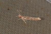 Pyroderces argyrogrammos