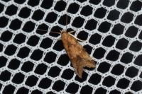 Brachmia blandella
