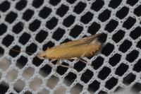Monochroa cytisella