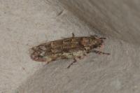 Psoricoptera gibbosella