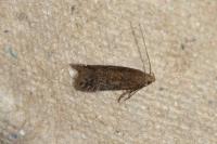 Scrobipalpa