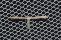 Adaina microdactyla