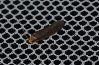 Cephimallota crassiflavella
