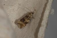 Celypha lacunana