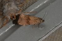 Celypha striana