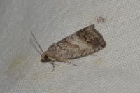 Cydia splendana