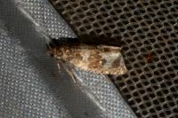 Orthotaenia undulana