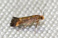 Apodia bifractella