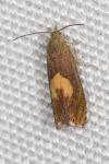Dichrorampha flavidorsana