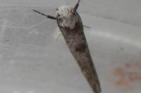 Paraswammerdamia albicapitella