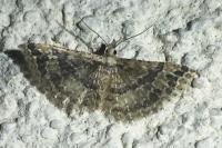 Pterotopteryx dodecadactyla