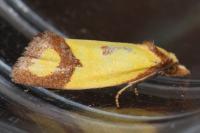Agapeta zoegana