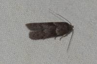 Blastobasis glandulella