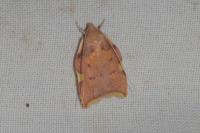 Carcina quercana