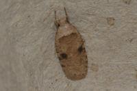 Agonopterix propinquella