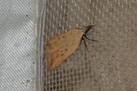 Dichomeris limosella