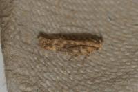 Scrobipalpa ocellatella