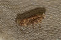 Scrobipalpa ocellatella