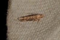 Scrobipalpa ocellatella